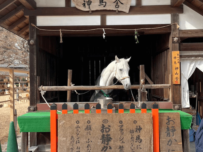 上賀茂神社の神馬