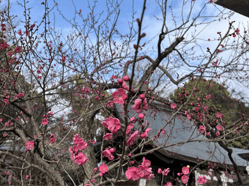 北野天満宮の梅