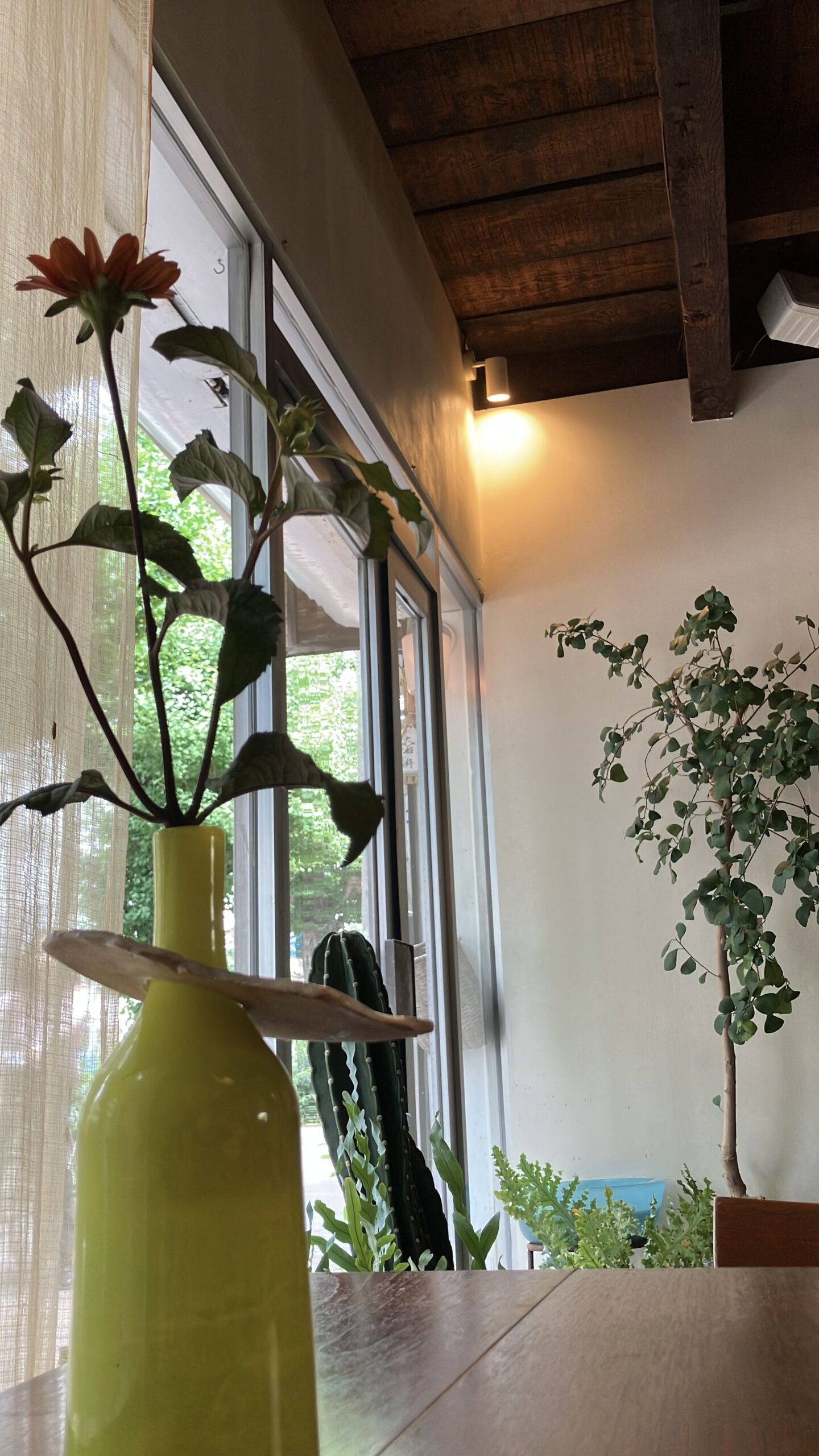 ha raの店内（窓辺と観葉植物）