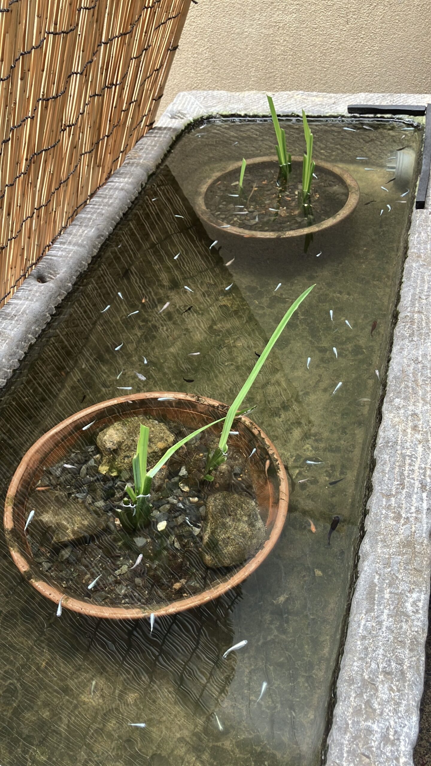 中村軒の駐車場までの道にいたメダカ