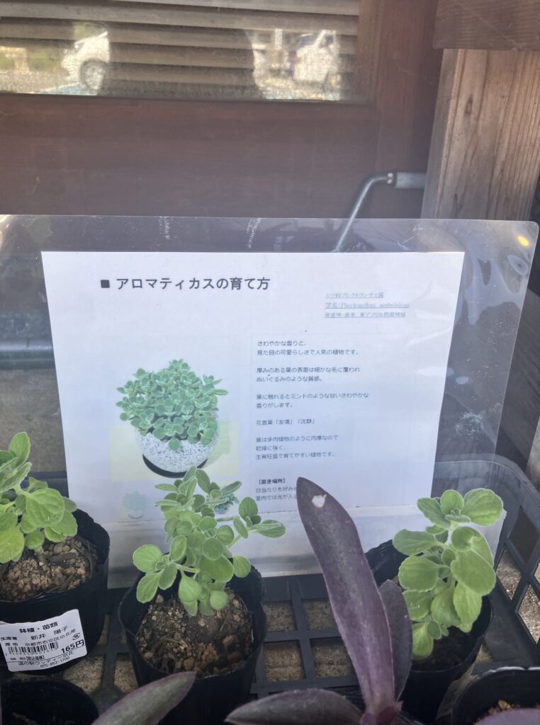 ウッディー京北の植物売り場のアロマティカス